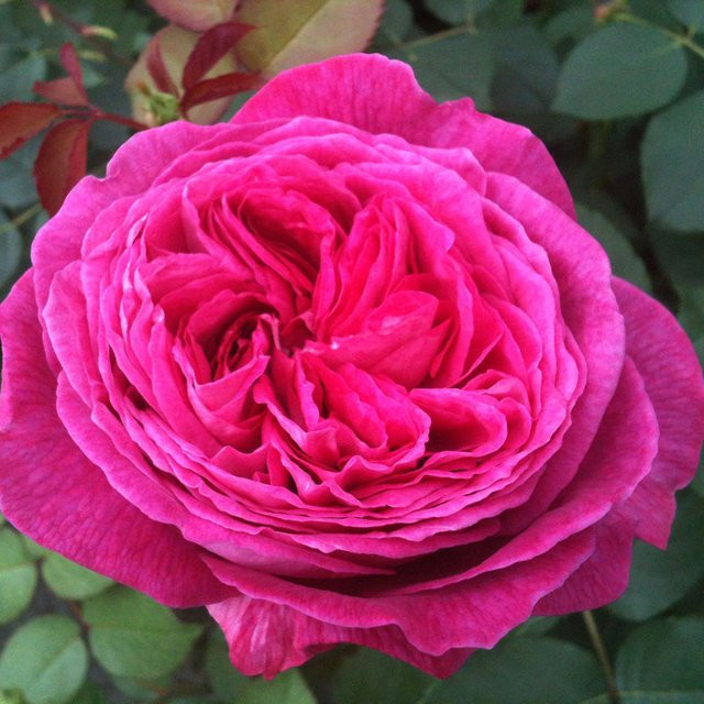 Parfuma Beetrose Freifrau Caroline pink - Bild 1