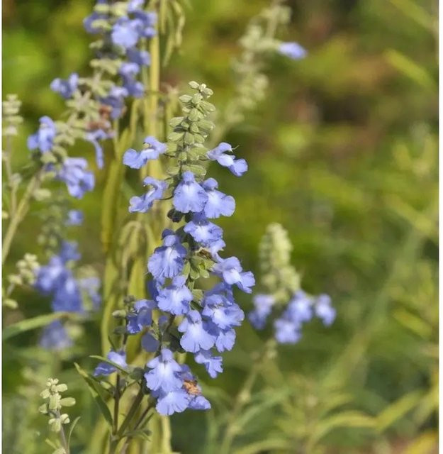 Salvia azurea Spätherbst-Salbei blaue Gartenstaude von Nr-01.de - Bild 1