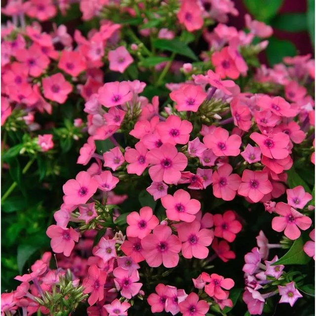 Große Garten-Flammenblume Phlox paniculata Flame Pink in Pink als Beetpflanze und Schnittblume von Nr-01.de - Bild 1