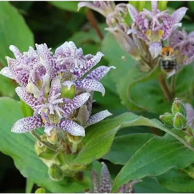 Krötenlilie Miyazaki Tricyrtis hirta lila mehrjährige Gartenpflanze im Topf - Bild 1