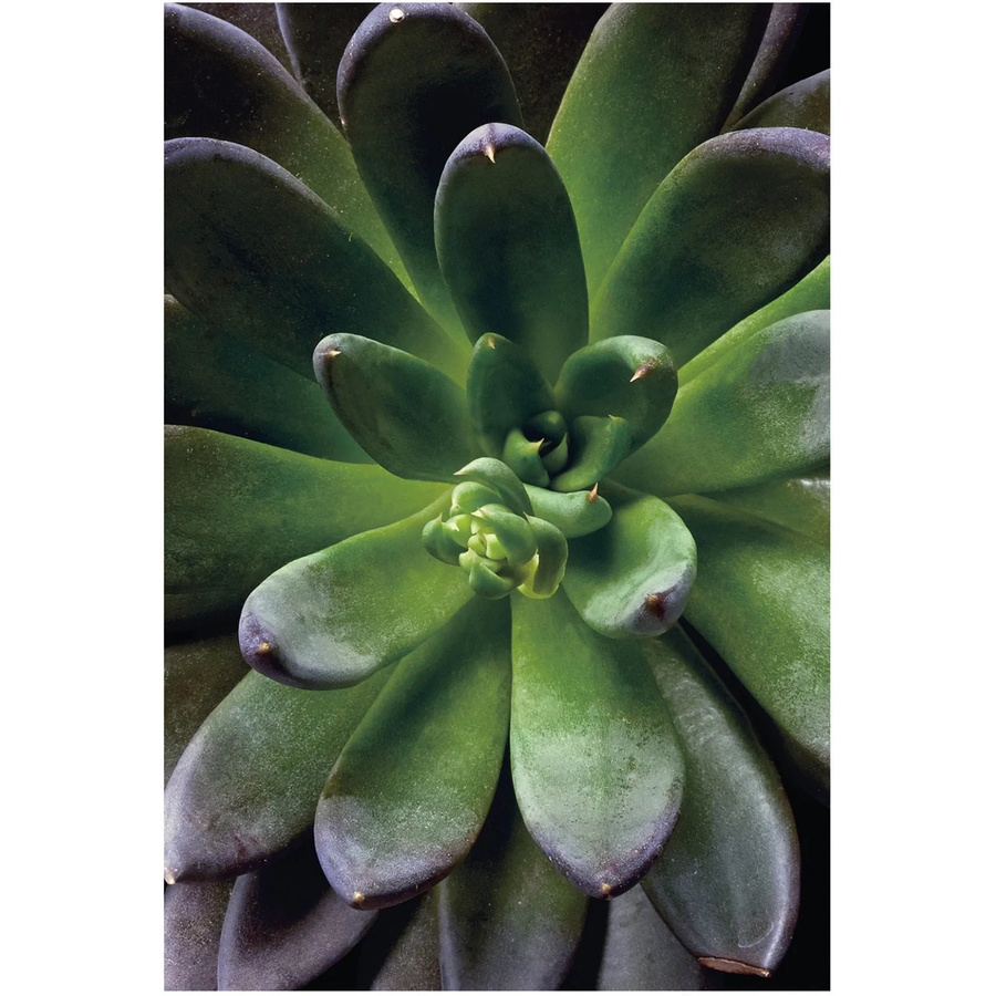 Komar Wandbild Succulent Green, B/H: 50 x 70 cm - Bild 2
