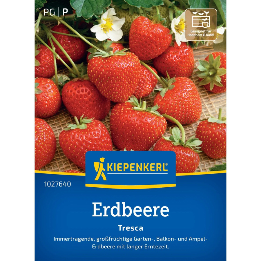 Kiepenkerl Erdbeeren Fresca - Bild 2