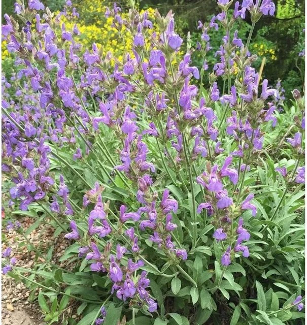 Spanische Salbei Salvia avandulifolia von Nr-01.de in den Farben Silber, Blau und Violett - Bild 1