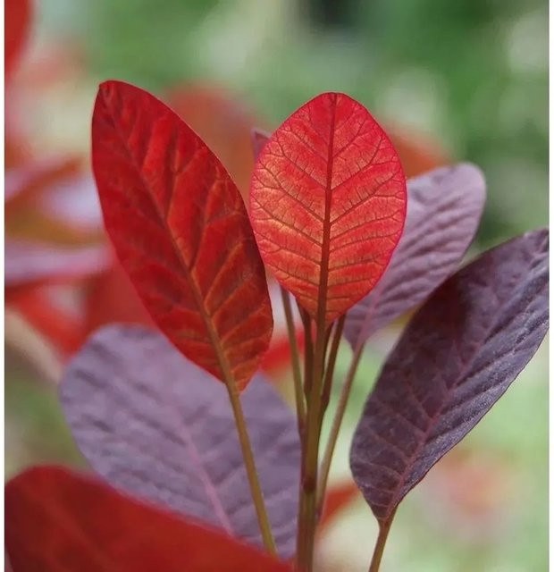 Cotinus coggygria Perückenstrauch Magical Purple in Violett und Dunkelrot - Bild 1