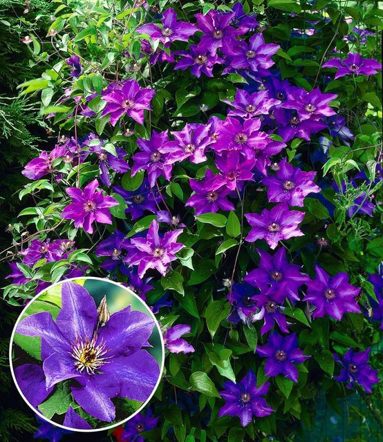 Clematis The President in Blau - Bild 1