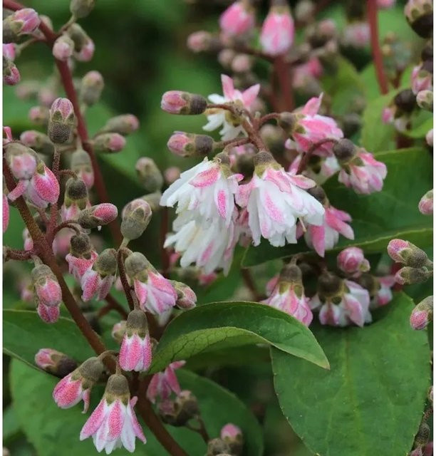 Gefüllter Sternchenstrauch Deutzia scabra Plena in Weiß und Rosa, Höhe: 80-100 cm - Bild 1