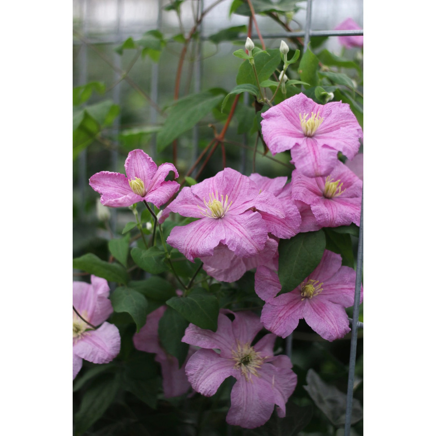 Efeu mit Clematis Rosa als Heckenpflanze für Garten, Balkon und Terrasse, Höhe: 180 cm - Bild 2