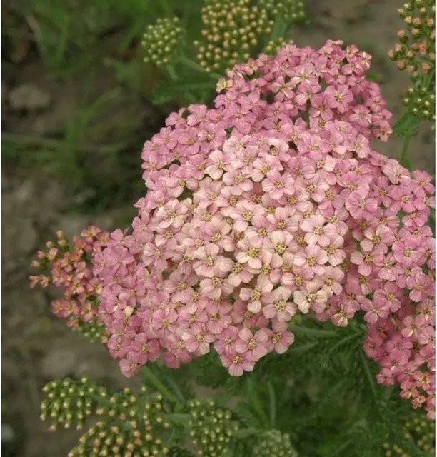 Achillea millefolium Schafgarbe Kelwayi rote Staude von Nr-01.de - Bild 1