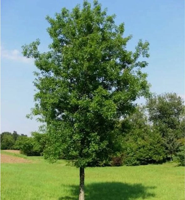 Säulenförmige Sumpf-Eiche Quercus palustris für Garten und Straßenbegrünung, Höhe: 80-100 cm - Bild 1