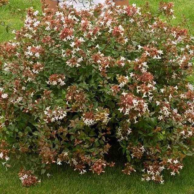 Arborix Abelia grandiflora Zierstrauch mit rosa und weißen Blüten, Höhe: 50 bis 60 cm - Bild 1