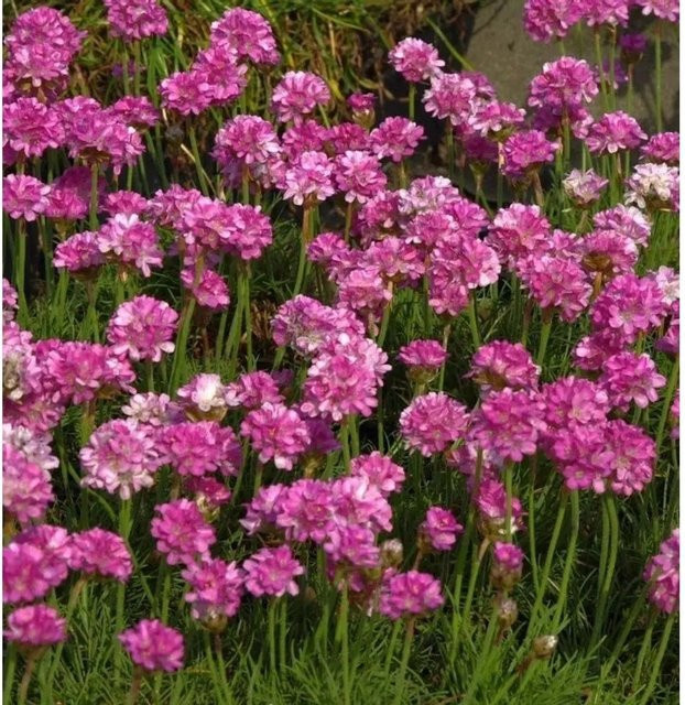 Armeria maritima Strandnelke Rosea Compacta pink als mehrjährige Pflanze für Steingärten von Nr-01.de - Bild 1