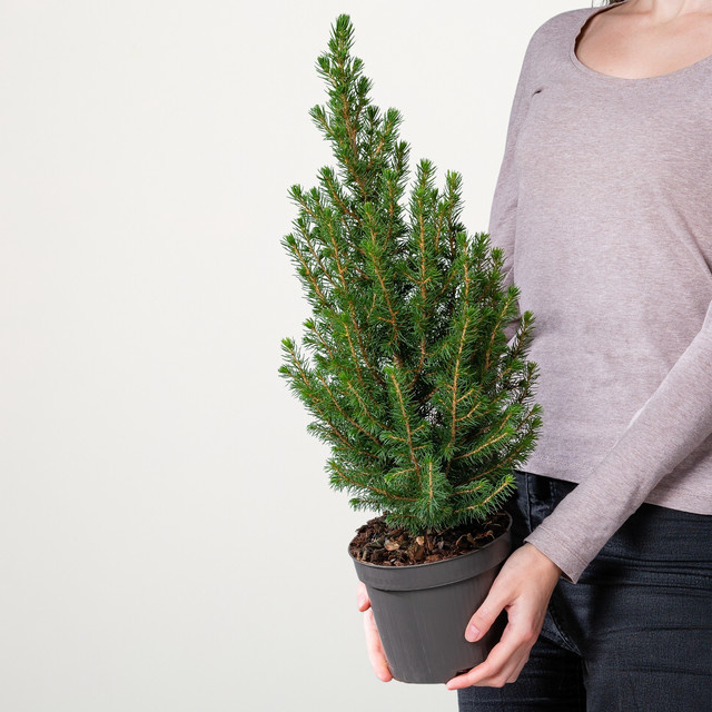 Schuppenwacholder Blue Star Juniperus squamata von BLUME2000 - Bild 1