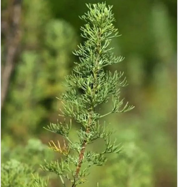 Nr-01.de Eberraute Artemisia abrotanum als mehrjährige Staude im Topf, Grün - Bild 1