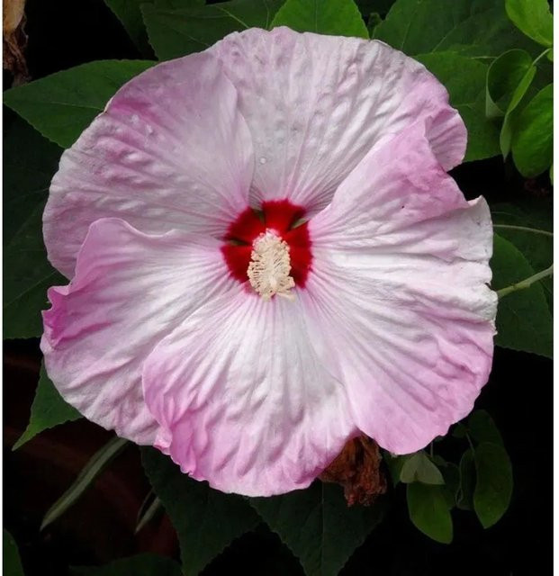 Staudeneibisch Summerific Cherry Cheesecake Hibiscus moscheutos in Pink, Höhe: 40-60 cm - Bild 1