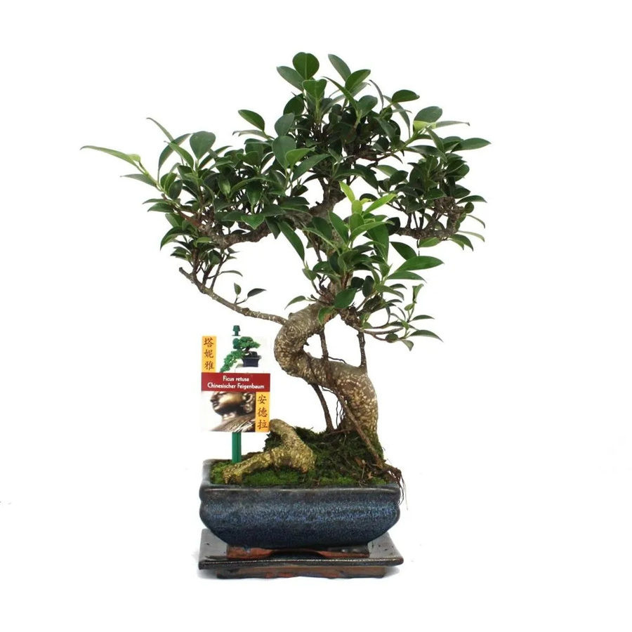 Exotenherz Bonsai Chinesischer Feigenbaum Ficus Retusa im Keramiktopf, ca. 6 Jahre alt, Grün - Bild 2