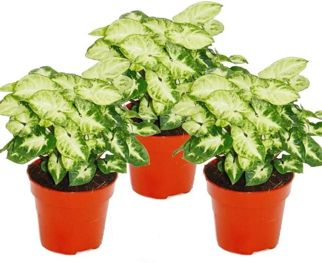 Exotenherz Syngonium Pixie Zimmerpflanze 3er Set in Purpurtüte - Bild 1