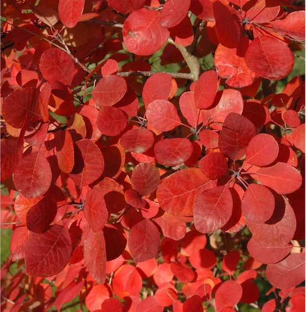 Perückenstrauch Flamissimo Cotinus coggygria in Grün, Gelb und Rot - Bild 1