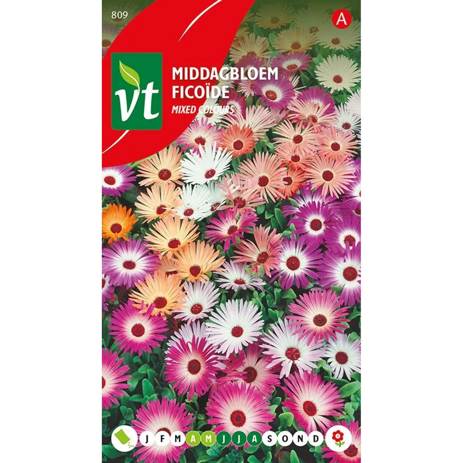 Arborix Mittagsblume Samen Mischung für deinen Garten, ca. 1 g - Bild 2