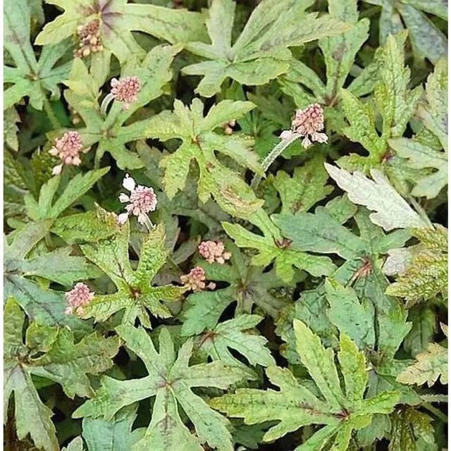 Tiarella Arpegio Zipfelblättrige Garten Schaumblüte, Weiß, Dauerblühende Gartenpflanze - Bild 1