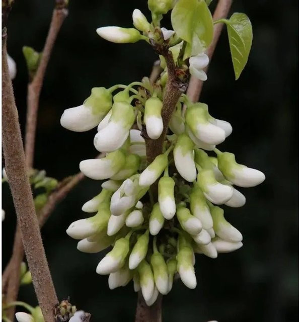 Kanadischer Hänge-Judasbaum Vanilla Twist Cercis canadensis als Zierbaum für den Freilandbereich, Höhe: 125-150 cm - Bild 1