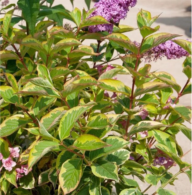 Weigela florida Moline Rouge Hochstamm Zierstrauch in Rot, Höhe: 80-100 cm - Bild 1