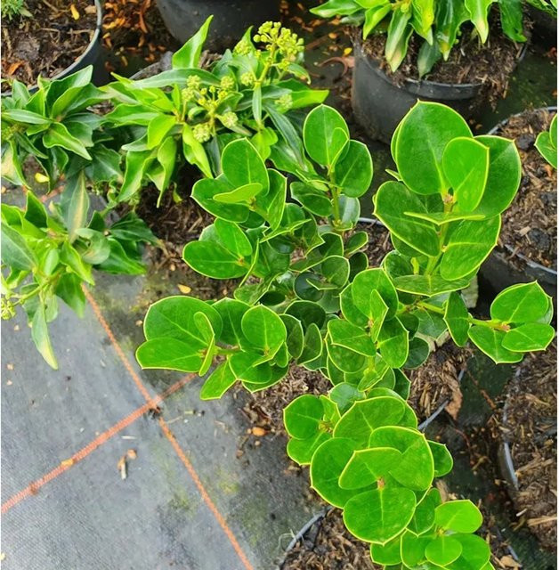 Azoren-Stechpalme Ilex perado grüne Heckenpflanze von Nr-01.de - Bild 1