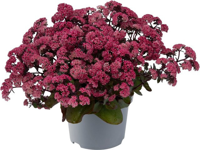 Pracht-Fetthenne Soiree Sedum als mehrjährige Pflanze in Pink und Grün für deinen Garten oder Balkon - Bild 1