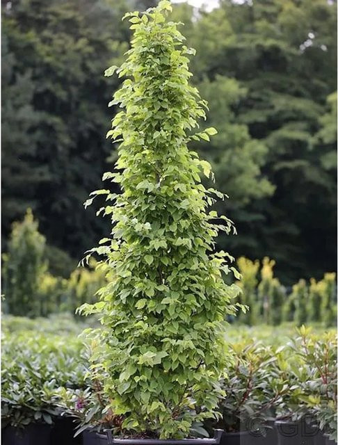 Säulen Hainbuche Monument Carpinus betulus als Heckenpflanze, grün, Nr-01.de - Bild 1