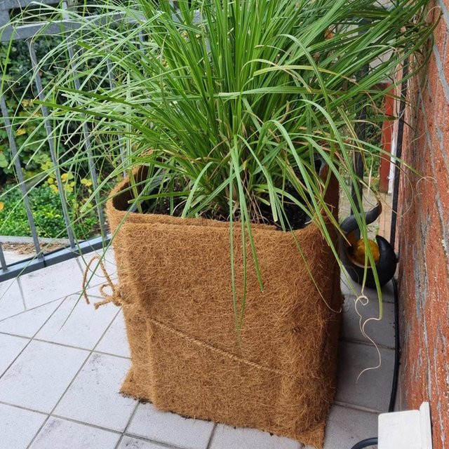 Kokosliner für Blumentöpfe in Braun, 50 cm - Bild 1
