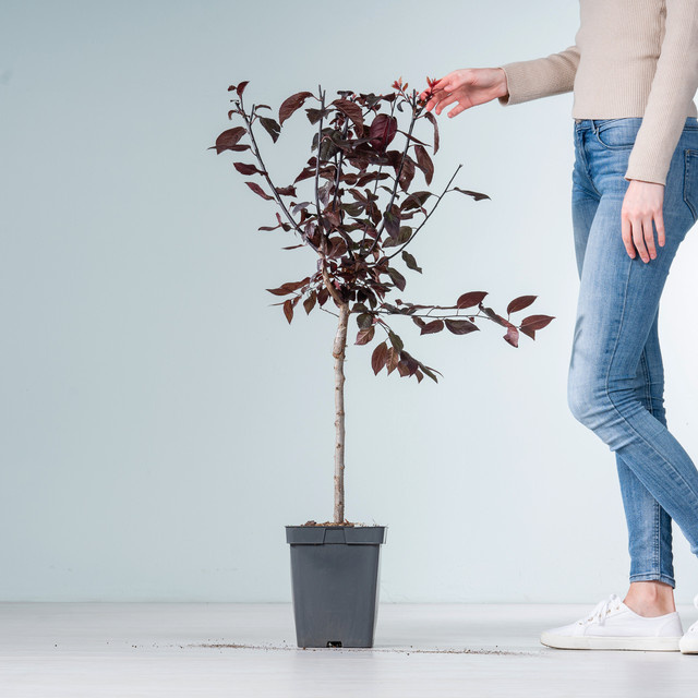 Zierkirsche Nigra Prunus als Stämmchen von BLUME2000 - Bild 1