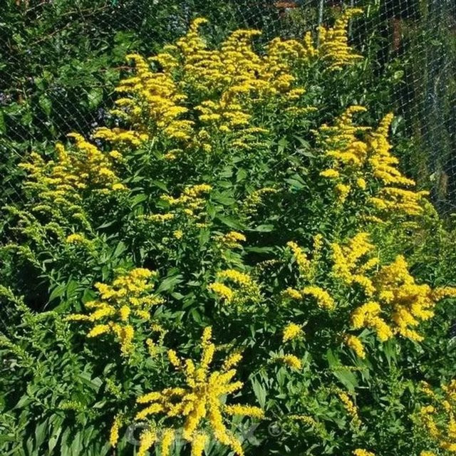 Gefleckte Goldrute Golden Fleece Solidago sphacelata gelbe mehrjährige Gartenpflanze von Nr-01.de - Bild 1