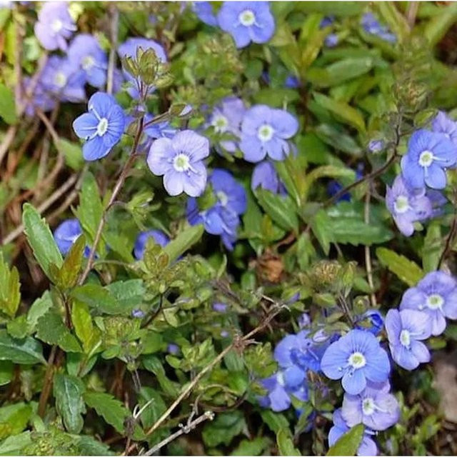 Ehrenpreis Georgia Blue Veronica peduncularis - Blaue Staude für den Garten - Bild 1