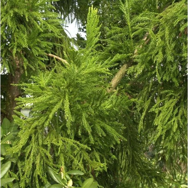Cryptomeria japonica Hahnenkamm Sicheltanne Cristata, grüne Konifere für deinen Garten, Höhe: 60-80 cm - Bild 1