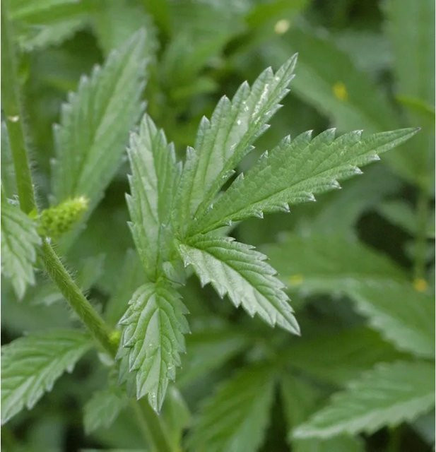 Weißer Odermenning Agrimonia eupatoria in Weiß und Gelb - Bild 1