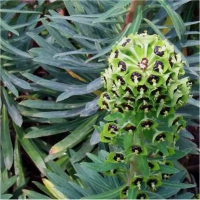 Palisaden Wolfsmilch Black Pearl Euphorbia characias Stauden in Schwarz und Grün - Bild 1
