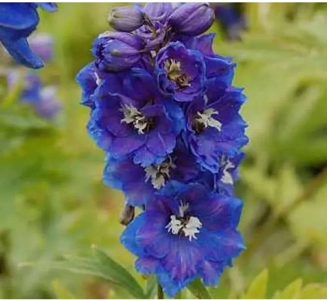 Blauer Rittersporn Delphinium grandiflorum Blaue Staude für Staudenbeet und Freiflächen - Bild 1
