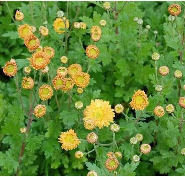 Winteraster Goldmarianne Chrysanthemum Indicum gelbe Staude für den Garten - Bild 1