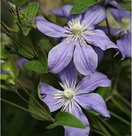 Clematis integrifolia Arabella Stauden Clematis in Lila für den Garten