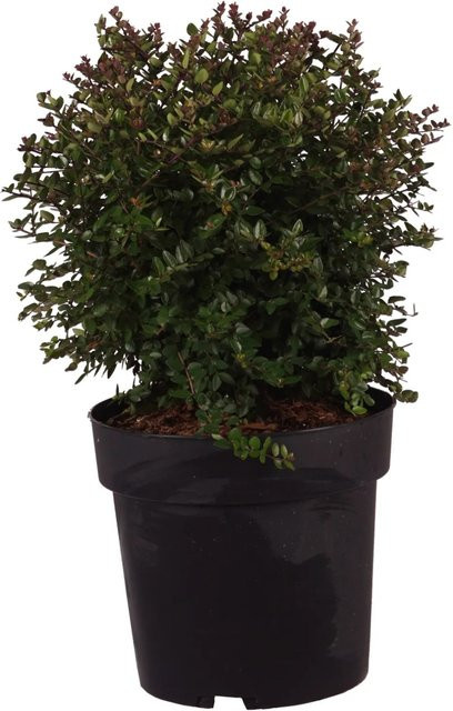 GROW by OBI Heckenmyrte Garden Clouds Copper Glow Lonicera als Heckenpflanze im 4,5l Topf, Höhe: 30 cm - Bild 1