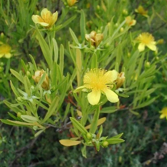 Arborix Johanniskraut Gemo Hypericum mit gelben Blüten, Zierstrauch für den Außenbereich, Höhe: 30 bis 40 cm - Bild 1