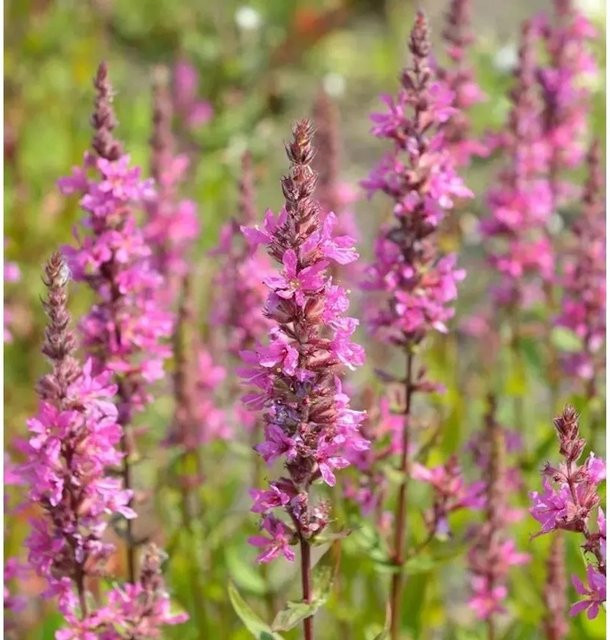 Blutweiderich Feuerkerze Lythrum salicaria pinke Staude für den Garten von Nr-01.de - Bild 1
