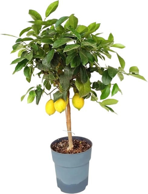 Sunny-Tree Zitronenbaum Citrus Limon, 3-jähriger fruchtbildender Obstbaum, Höhe: 90 cm - Bild 1