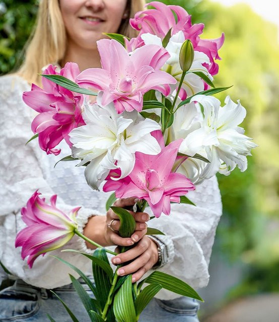 Duft-Lilien Lotus Mix - Bild 1