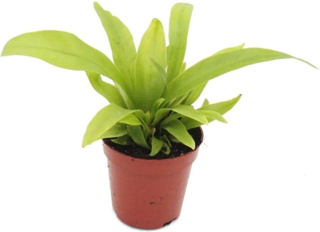 Exotenherz Asplenium Antiquum Nestfarn Minipflanze in Grün im 5,5 cm Topf - Bild 1