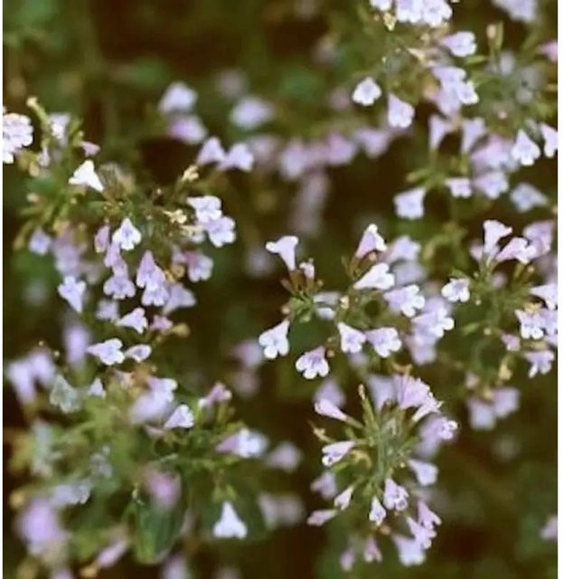 Römische Minze Hadrian Calamintha species als mehrjährige Würzpflanze für deinen Garten - Bild 1