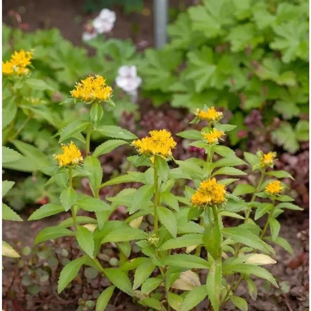 Großes Gold Fettblatt Sedum aizoon gelbe Staude für Garten und Steingarten - Bild 1