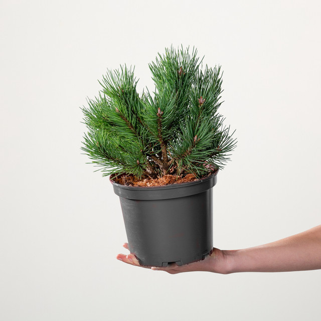 Waldkiefer Watereri Pinus sylvestris Konifere von BLUME2000 - Bild 1