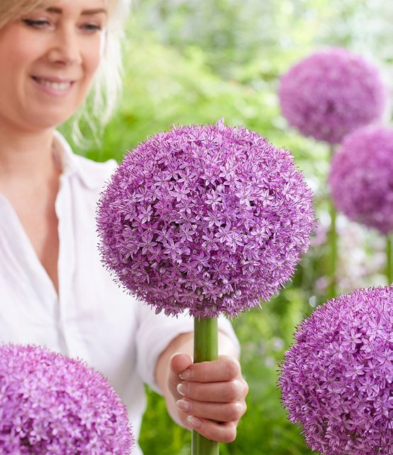 Allium Superbowl Zierlauch Zwiebelpflanze - Bild 1