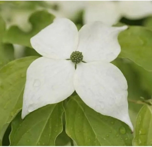 Japanischer Blumenhartriegel Cornus kousa von Nr-01.de, weiß, 125-150 cm - Bild 1