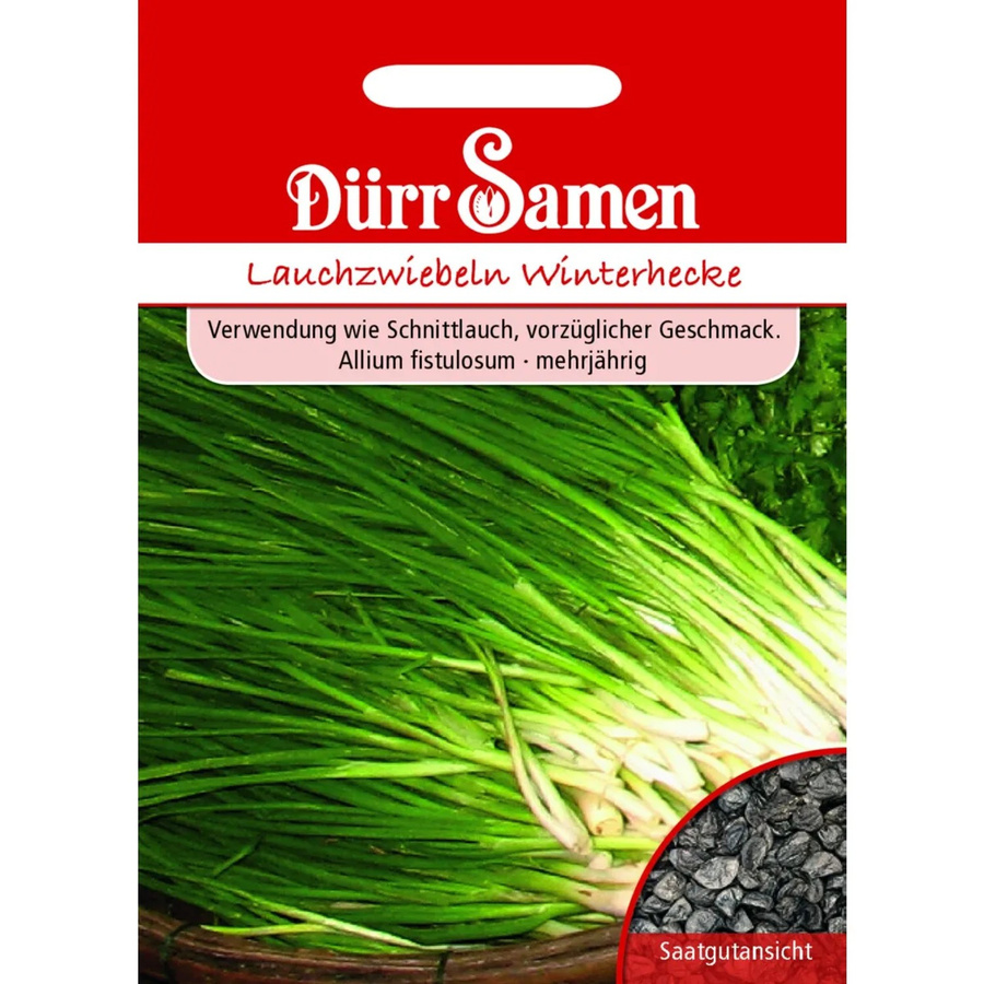 Dürr Lauchzwiebeln Saatgut für die Winterhecke, 400 g - Bild 2